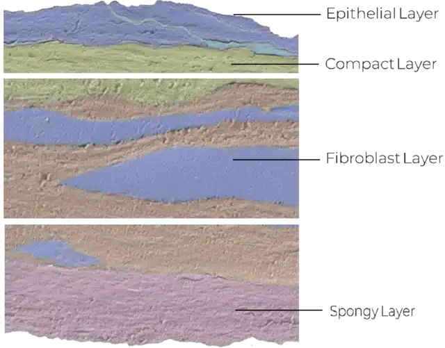 Structure of the Amniotic Membrane